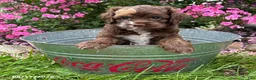 Cockapoo dogs for sale: Duke - Ad 2