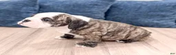 English Bulldog dogs for sale: Rocky - Ad 4