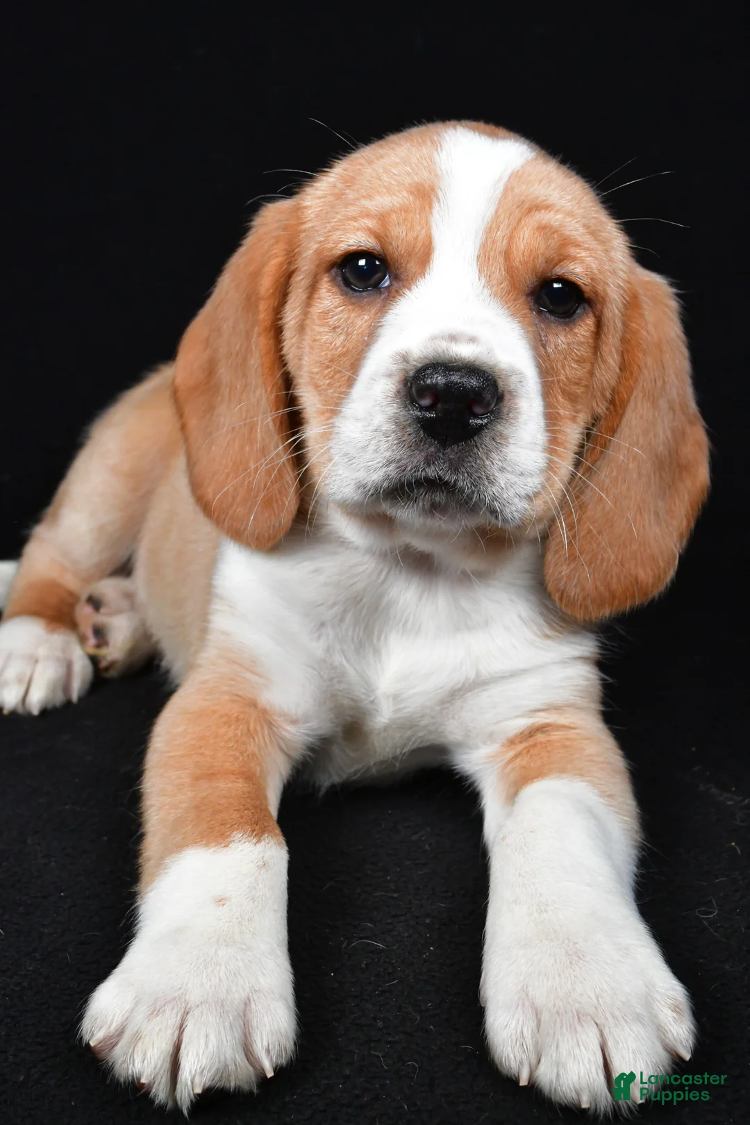 Beagle dogs for sale: Bert - Ad 2