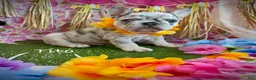 French Bulldog dogs for sale: Tito - Ad 6
