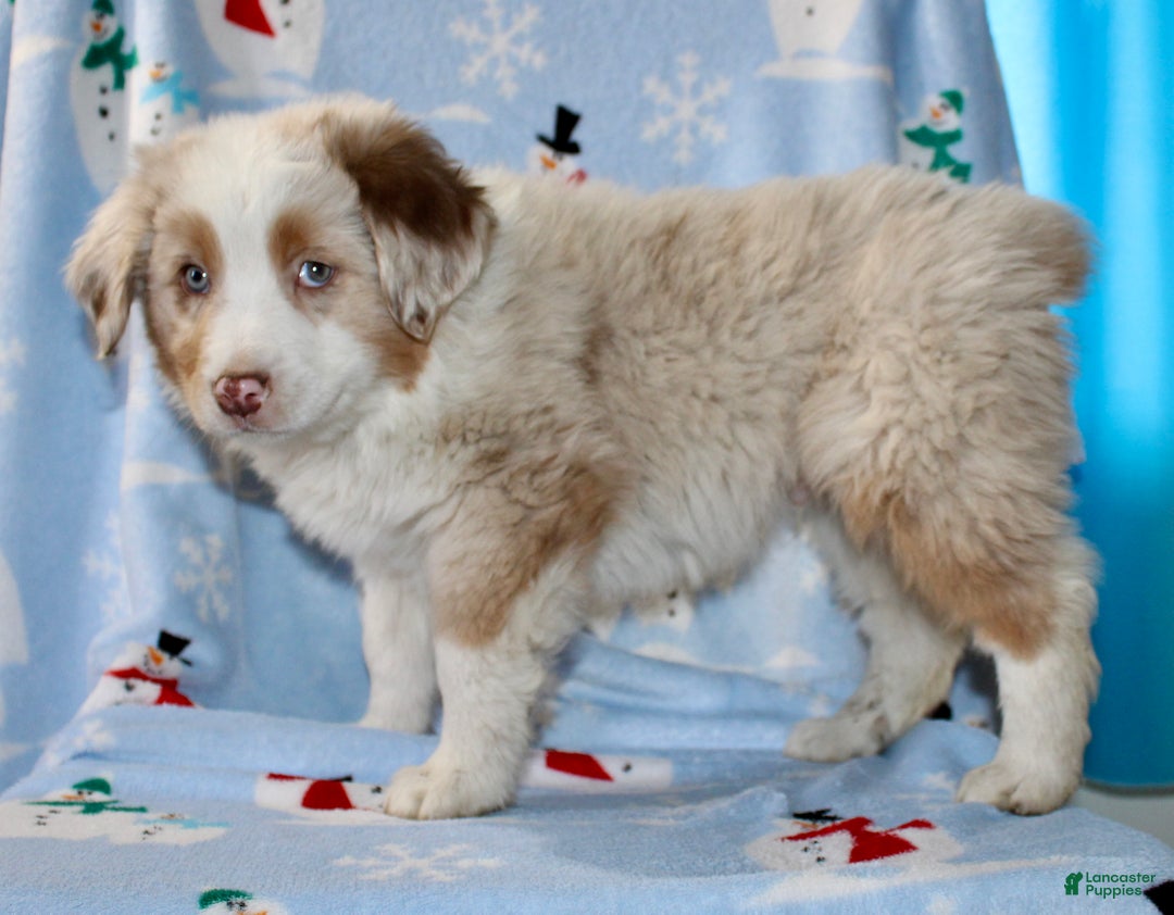 Australian Shepherd dogs for sale: Drew - Ad 1