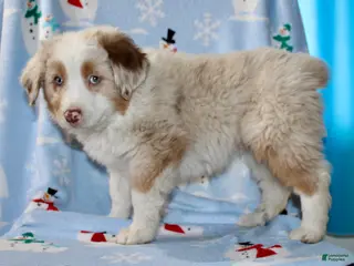 Australian Shepherd dogs Drew - Ad 18
