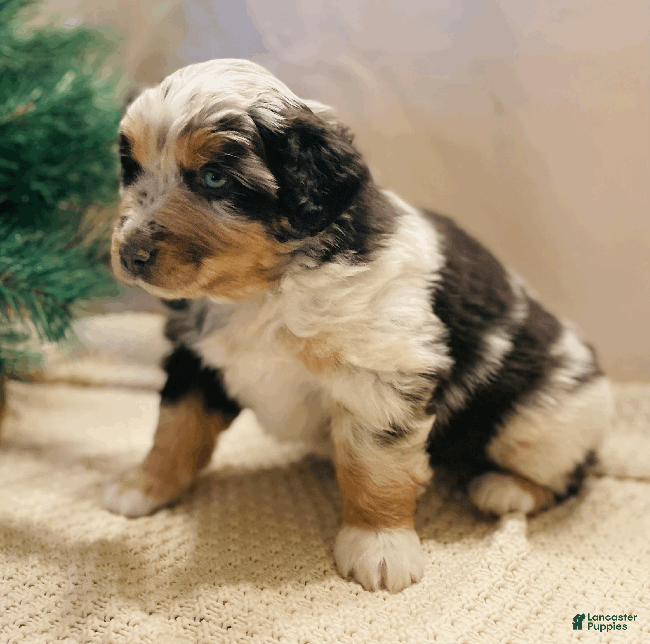 Australian Shepherd dogs Charlie - Ad 23