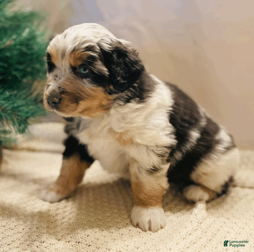Australian Shepherd dogs for sale: Charlie - Ad 1