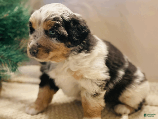 Australian Shepherd dogs Charlie - Ad 7