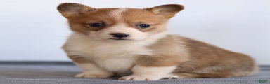 Karson Welsh Corgi Pembroke