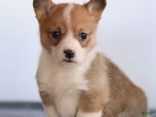 Welsh Corgi Pembroke dogs Karson Welsh Corgi Pembroke - Ad 41