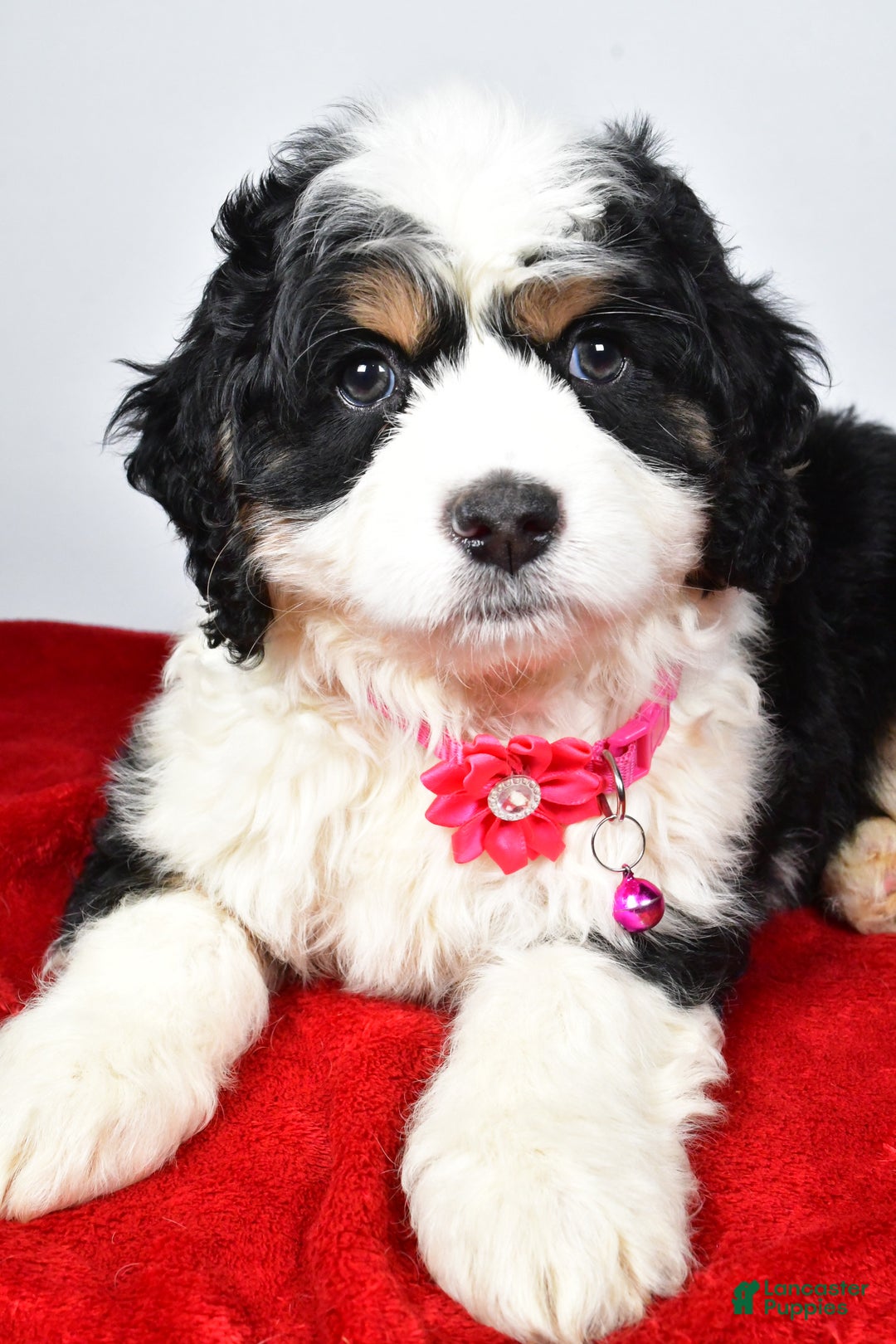 Mixed Breed dogs for sale: Carmel - Ad 3