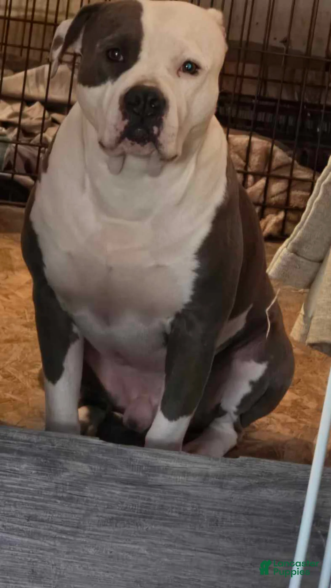 American Bully dogs for sale: American Bully Puppy 1 - Ad 3