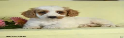 Mini Goldendoodle dogs for sale: Thor - Ad 3