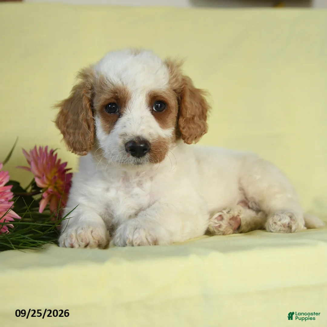 Mini Goldendoodle dogs for sale: Thor - Ad 3