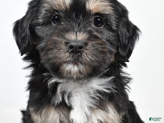 Teddy Bear dogs - Ad 24