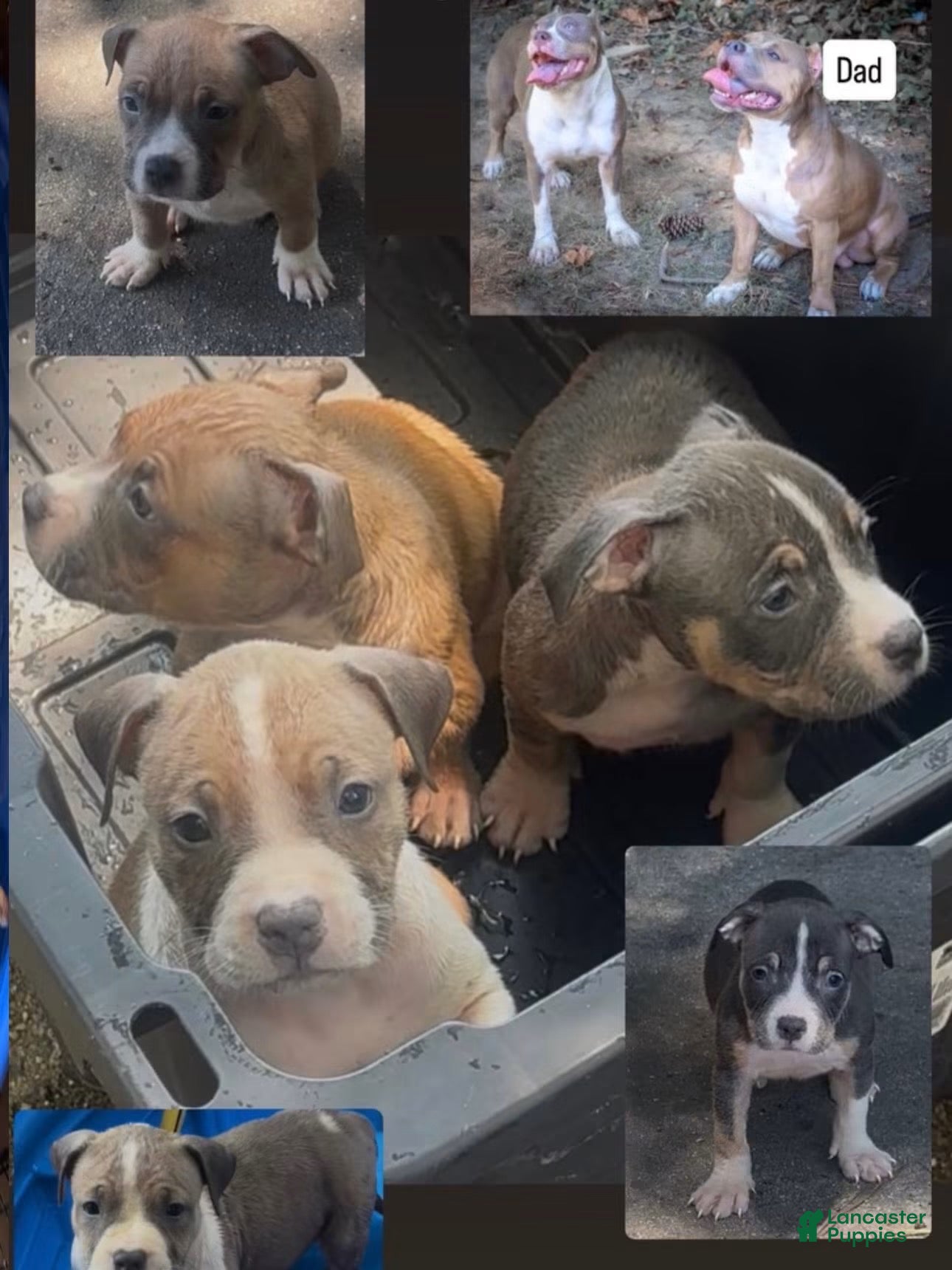 American Bully dogs American Bully 3 - Ad 15