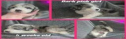 Sheepadoodle dogs for sale: Daisy-dark pink collar  - Ad 2