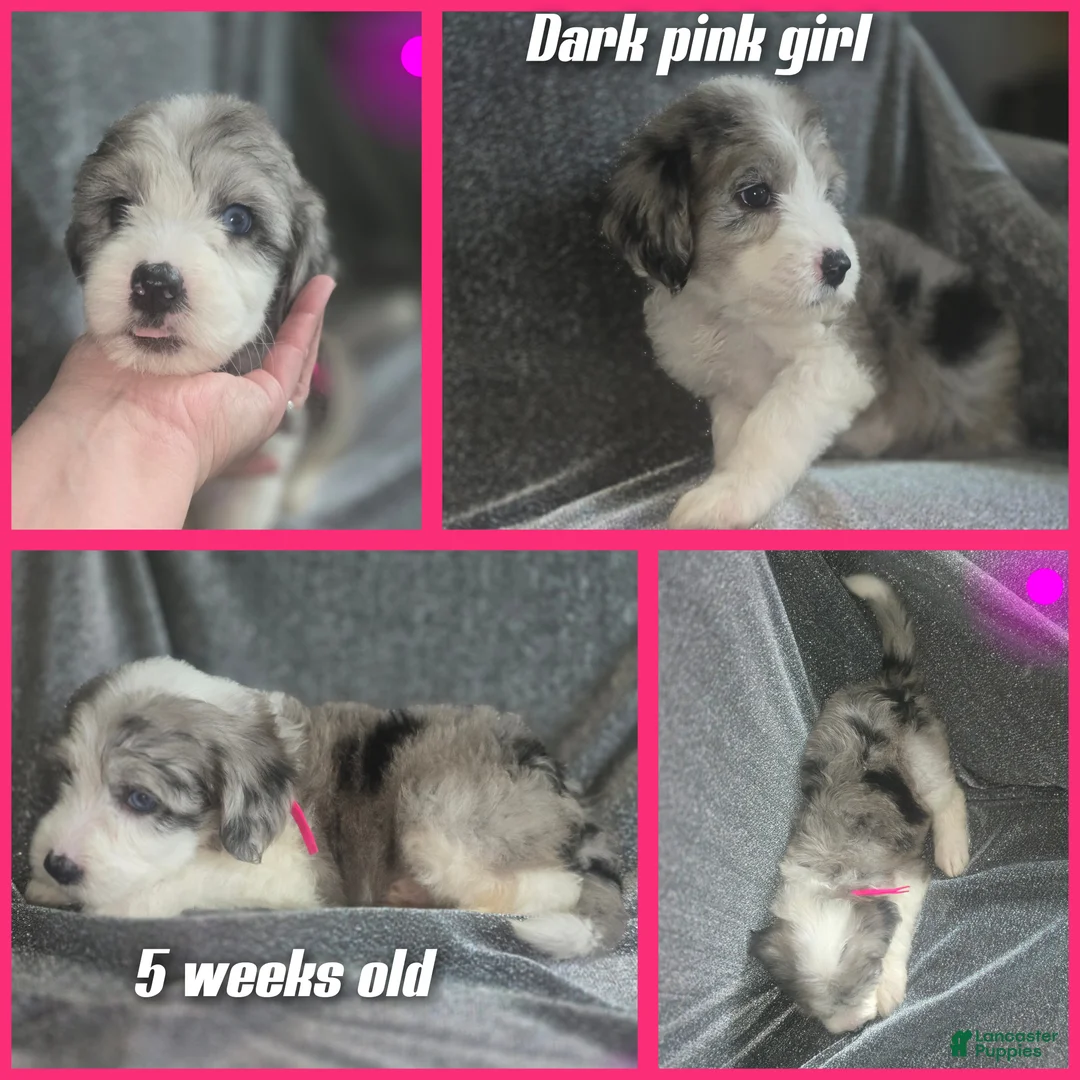 Sheepadoodle dogs for sale: Daisy-dark pink collar  - Ad 2