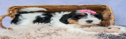 Teddy Bear dogs for sale: TINA - Ad 7