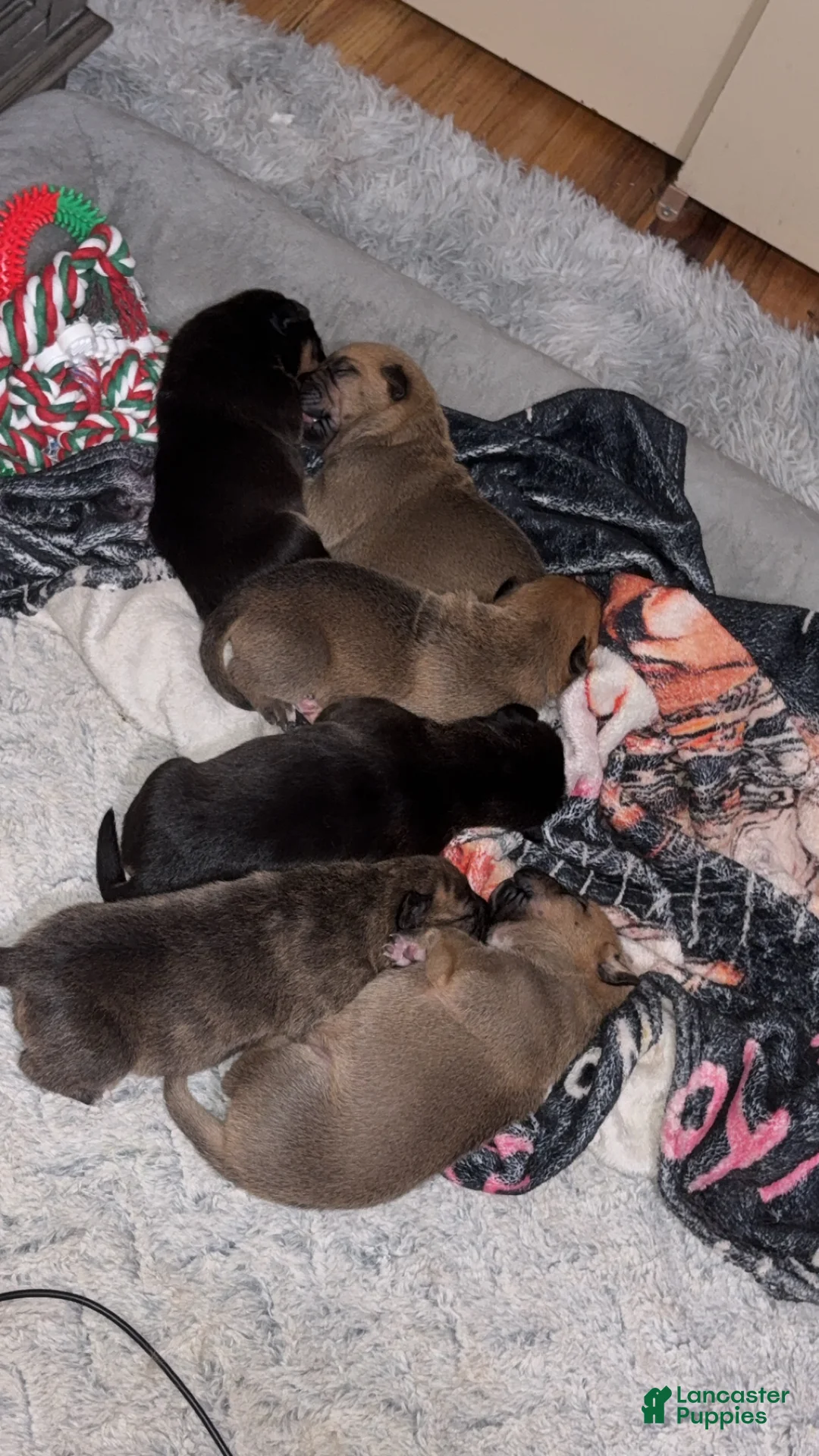 Mixed Breed dogs for sale: Mixed Breed Puppy 1 - Ad 4