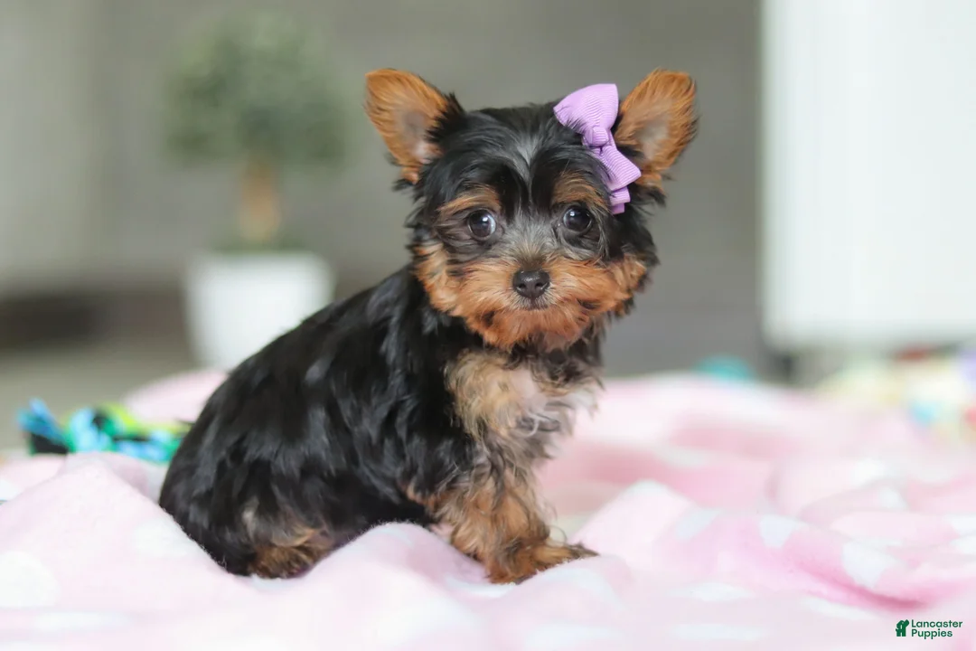 Yorkshire Terrier dogs for sale: Daisy - Ad 3