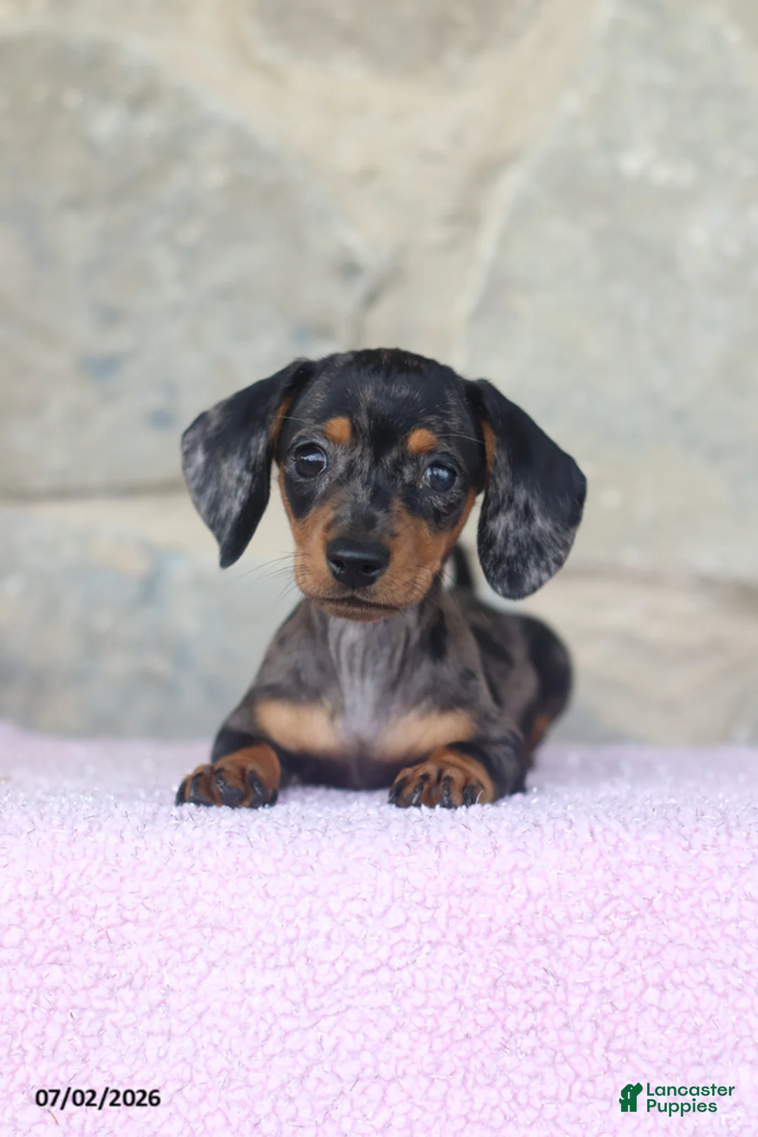 Miniature Dachshund dogs for sale: Carla - Ad 5