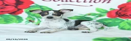 Mixed Breed dogs for sale: Hickory - Ad 4