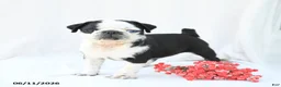 Boston Terrier dogs for sale: Havana - Ad 3