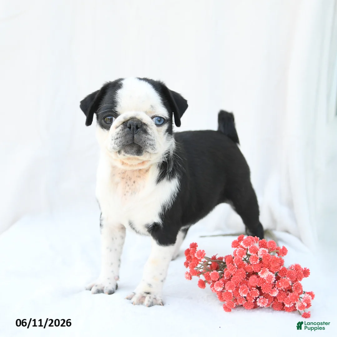 Boston Terrier dogs for sale: Havana - Ad 3