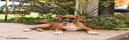 Boxer dogs for sale: Brenda - Ad 2