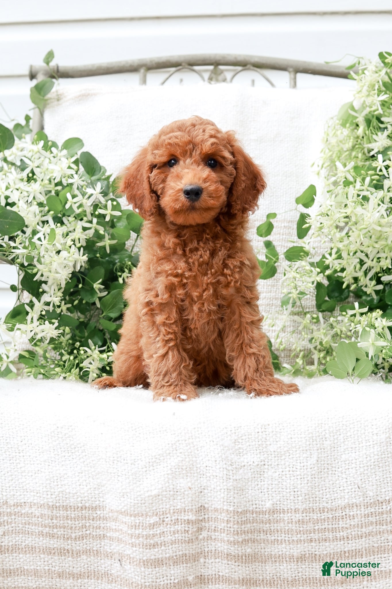 Mini Goldendoodle dogs Levi - Ad 1