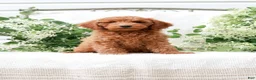 Mini Goldendoodle dogs for sale: Levi - Ad 1