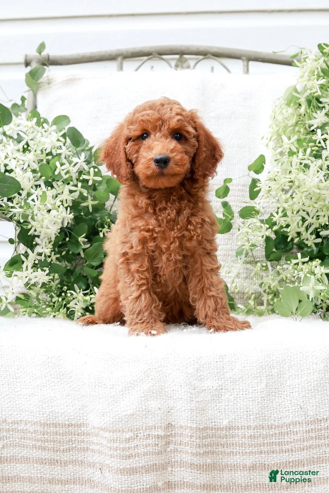 Mini Goldendoodle dogs for sale: Levi - Ad 1