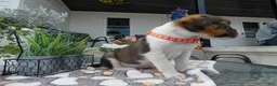 Mixed Breed dogs for sale: Mixed Breed 4 Drew - Ad 5
