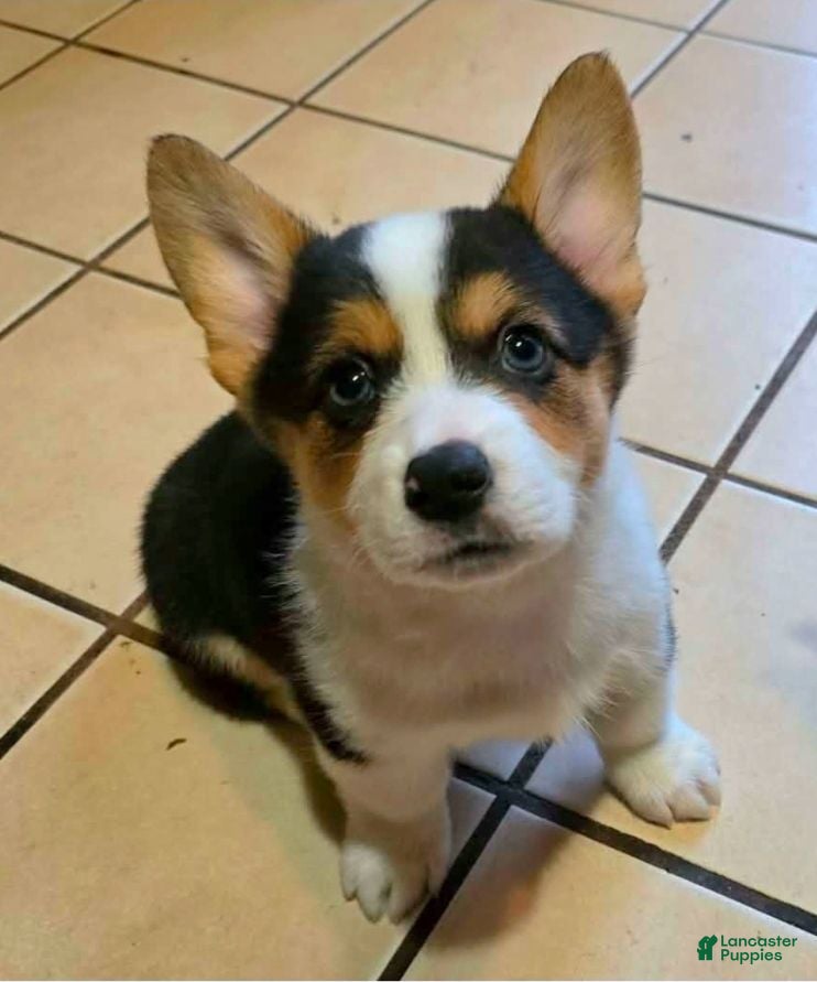 Welsh Corgi Pembroke dogs Welsh Corgi Pembroke 5 - Ad 2