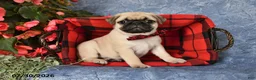 Pug dogs for sale: Bingo - Ad 5