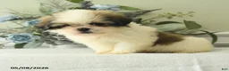Shih Tzu dogs for sale: Hatty - Ad 3