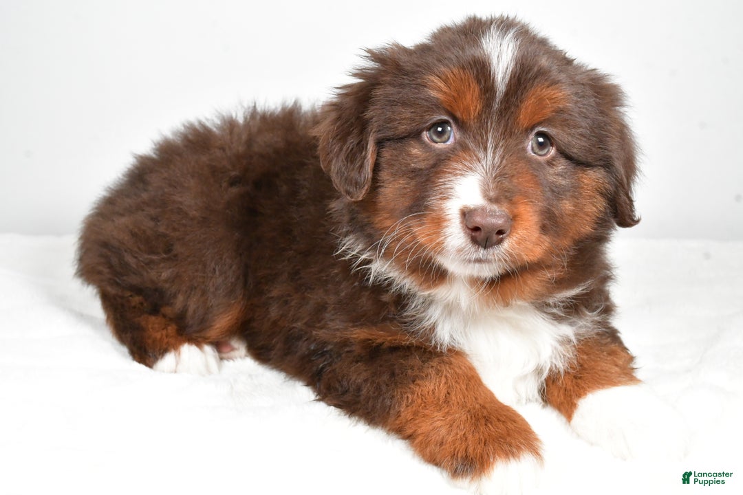 Miniature Australian Shepherd dogs for sale: Rover - Ad 6