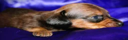 Dachshund dogs for sale: Circe - Ad 8