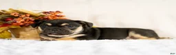 French Bulldog dogs for sale: Royal - Ad 4