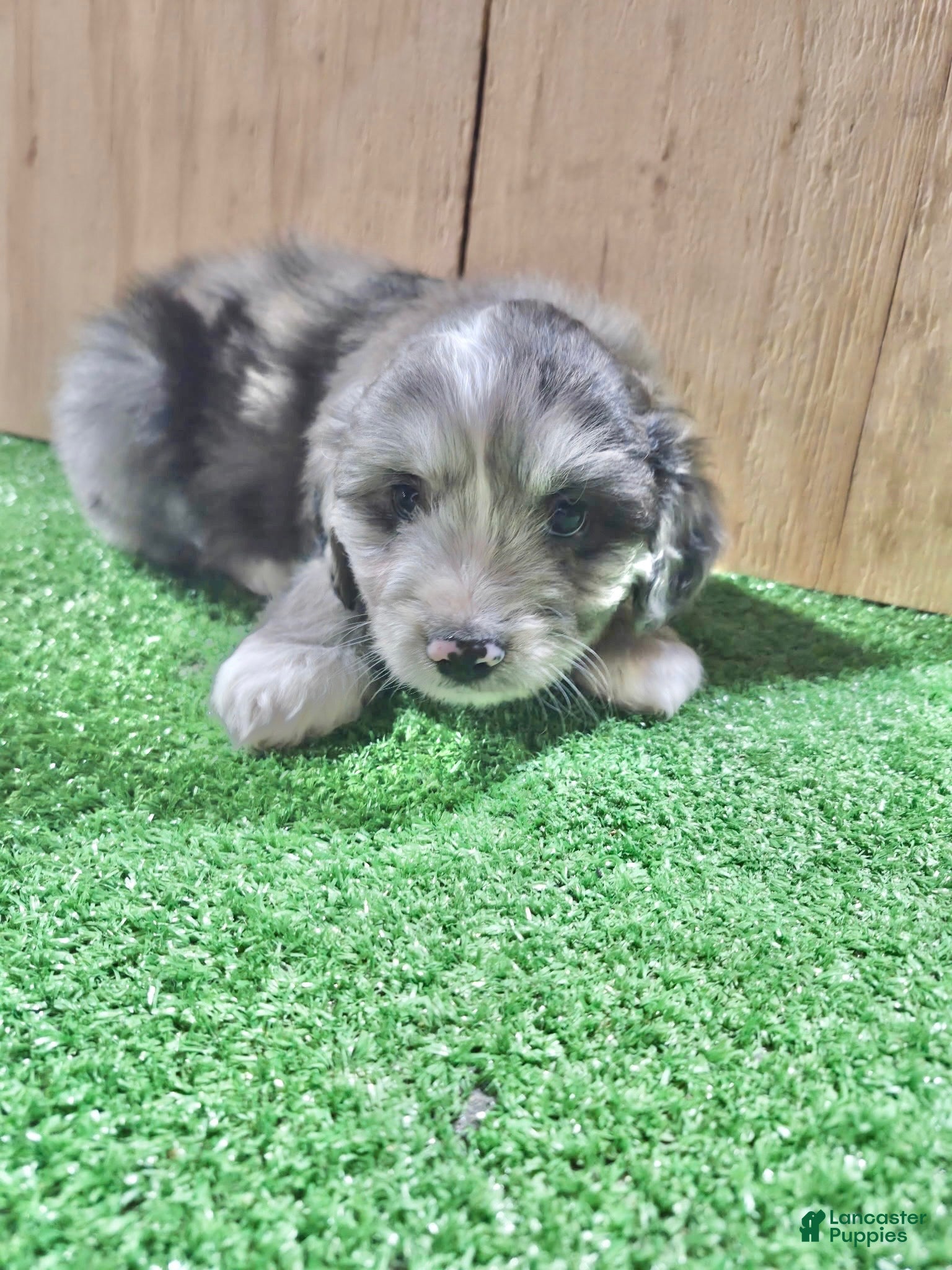 Mini Aussiedoodle dogs Mini Aussiedoodle Puppy 7 - Ad 1