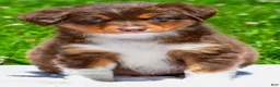 Miniature Australian Shepherd dogs for sale: Freddy - Ad 3
