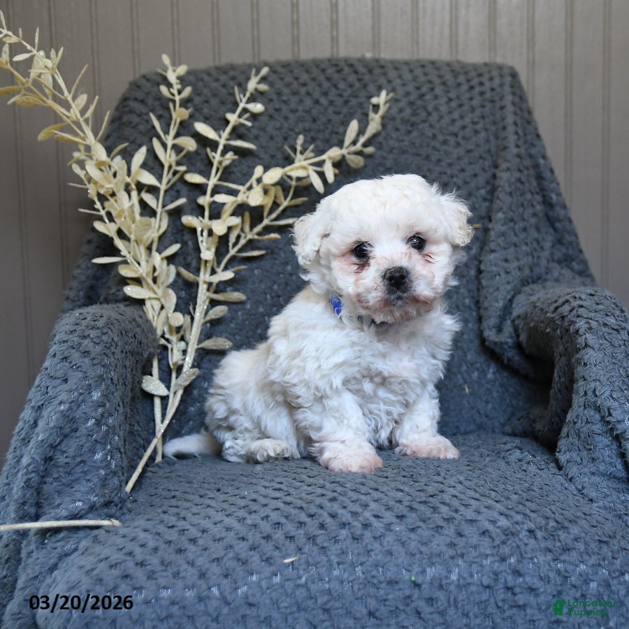 Bichon Frise dogs Stormy - Ad 1