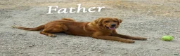 Golden Retriever dogs for sale: Alyssa - Ad 6