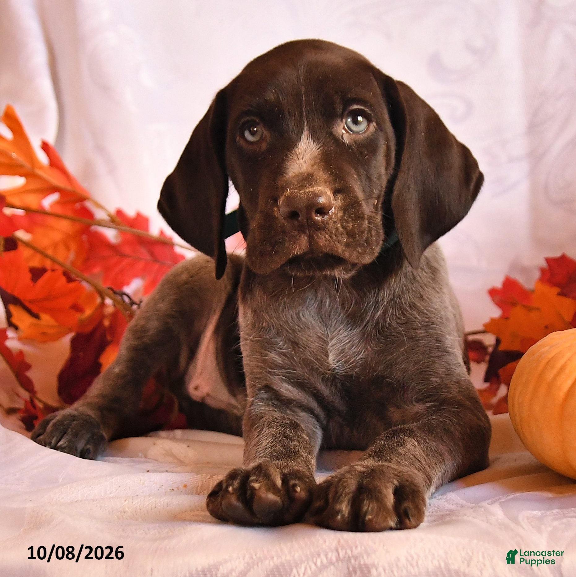 German Shorthaired Pointer dogs Cowboy - Ad 2
