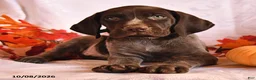 German Shorthaired Pointer dogs for sale: Cowboy - Ad 2