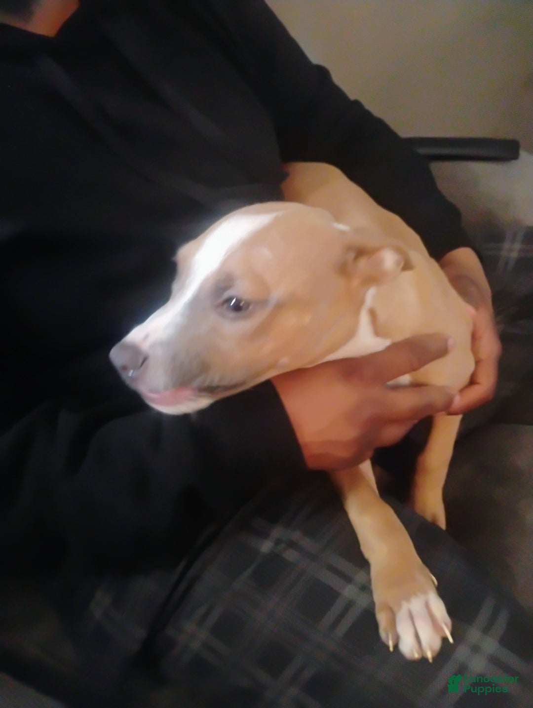 American Pit Bull Terrier dogs for sale: American Pitbull Terrior - Ad 6