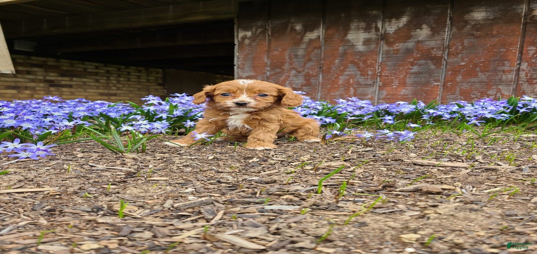 Gallery Image {{count}}