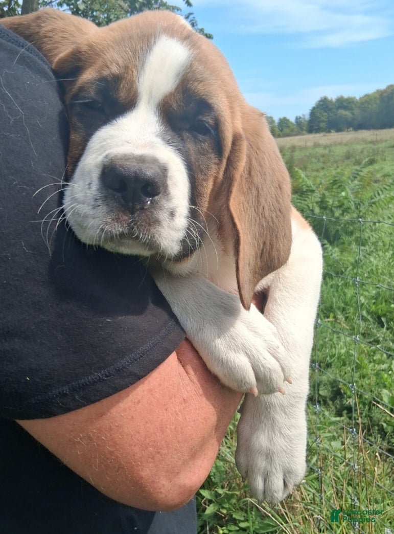 Saint Bernard dogs Peaches  - Ad 1