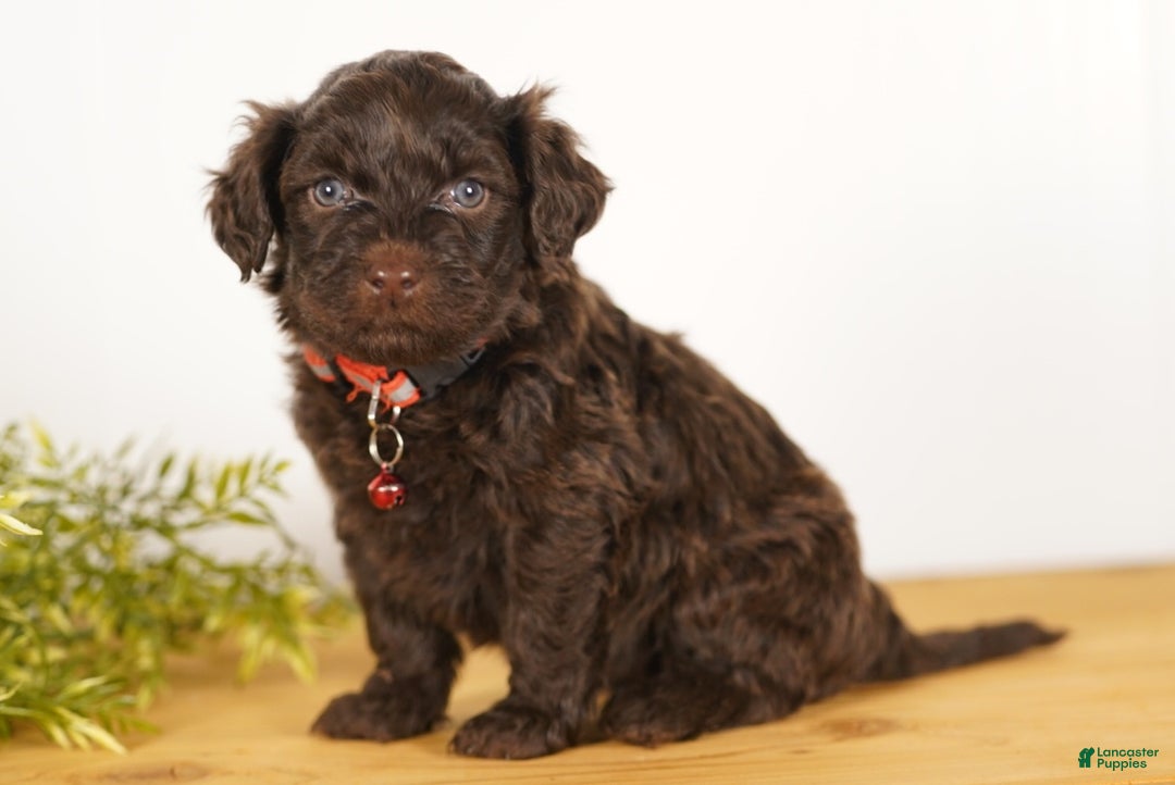 Portuguese Water Dog dogs for sale: Scott - Ad 2