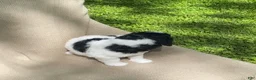 Mixed Breed dogs for sale: Strudel - Ad 10