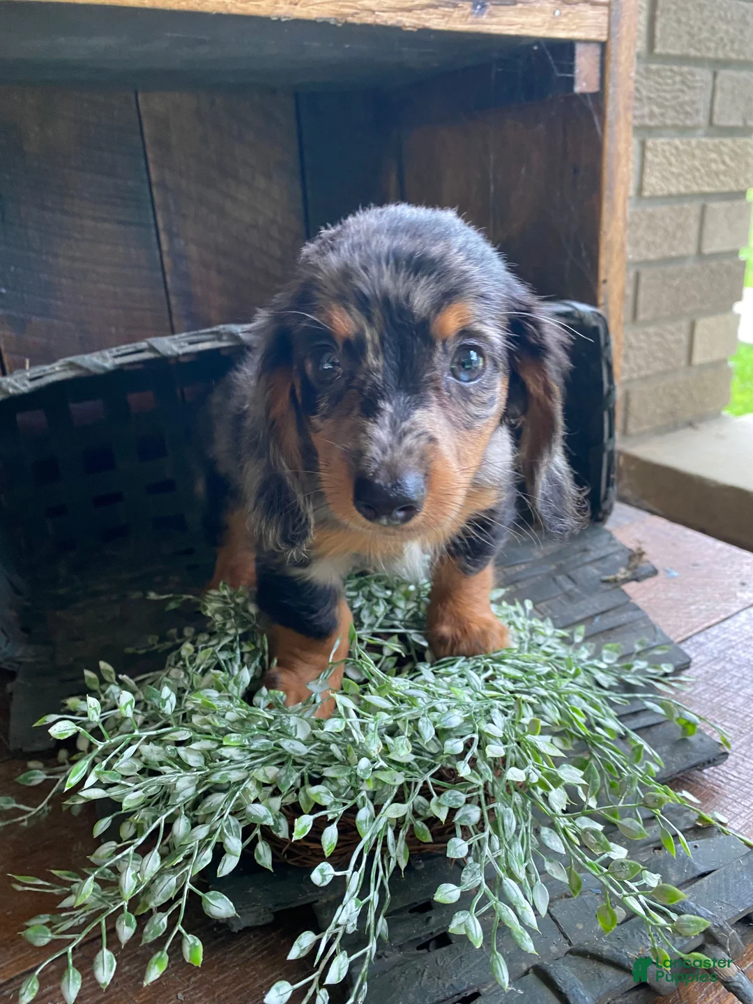 Miniature Dachshund dogs for sale: Bonnie - Ad 2