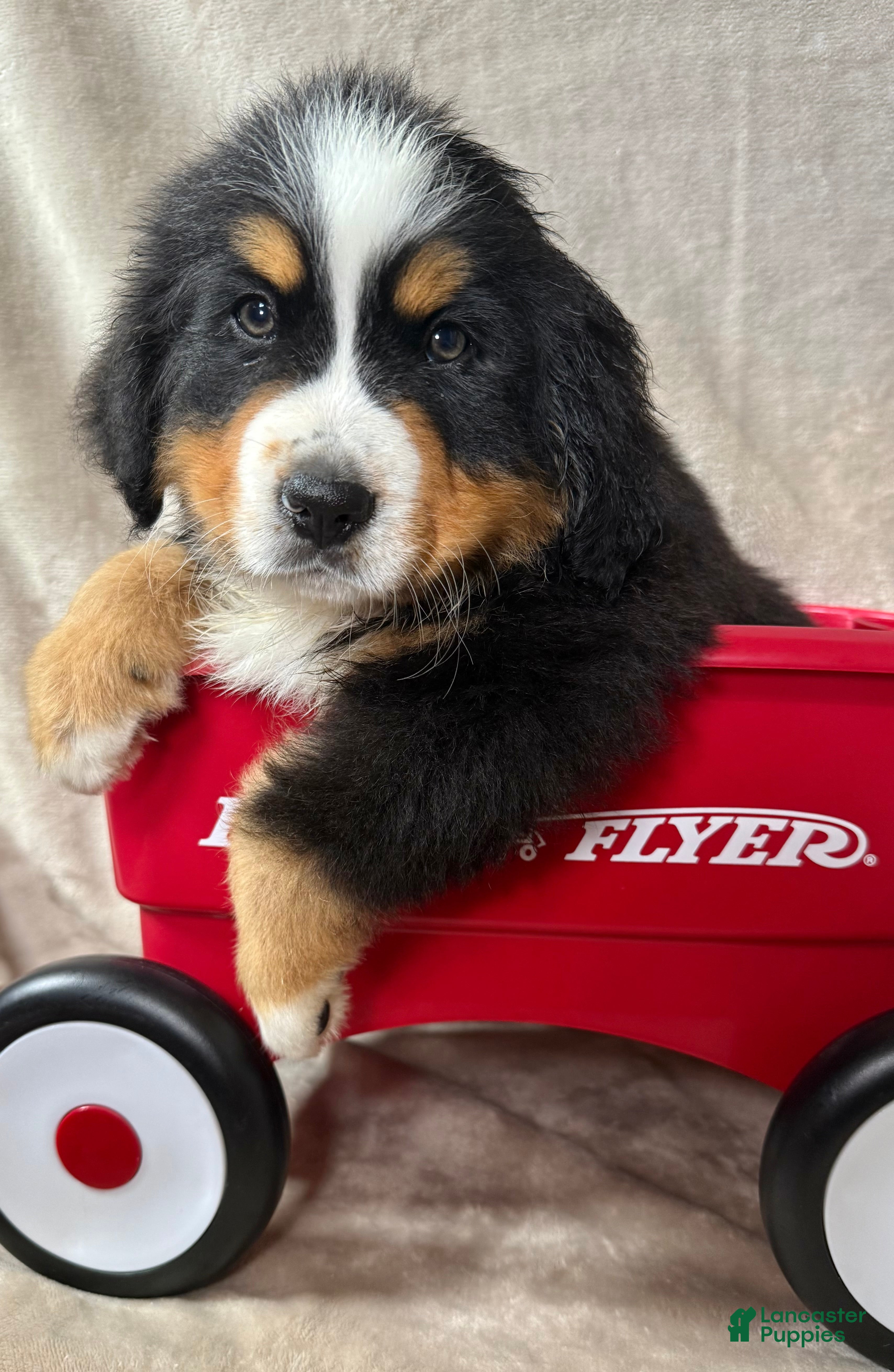 Bernese Mountain Dog dogs Nemo - Ad 24